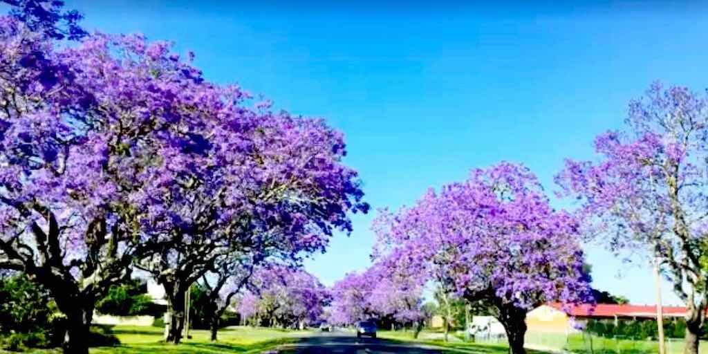 Graftons beautiful purple Jacaranda trees